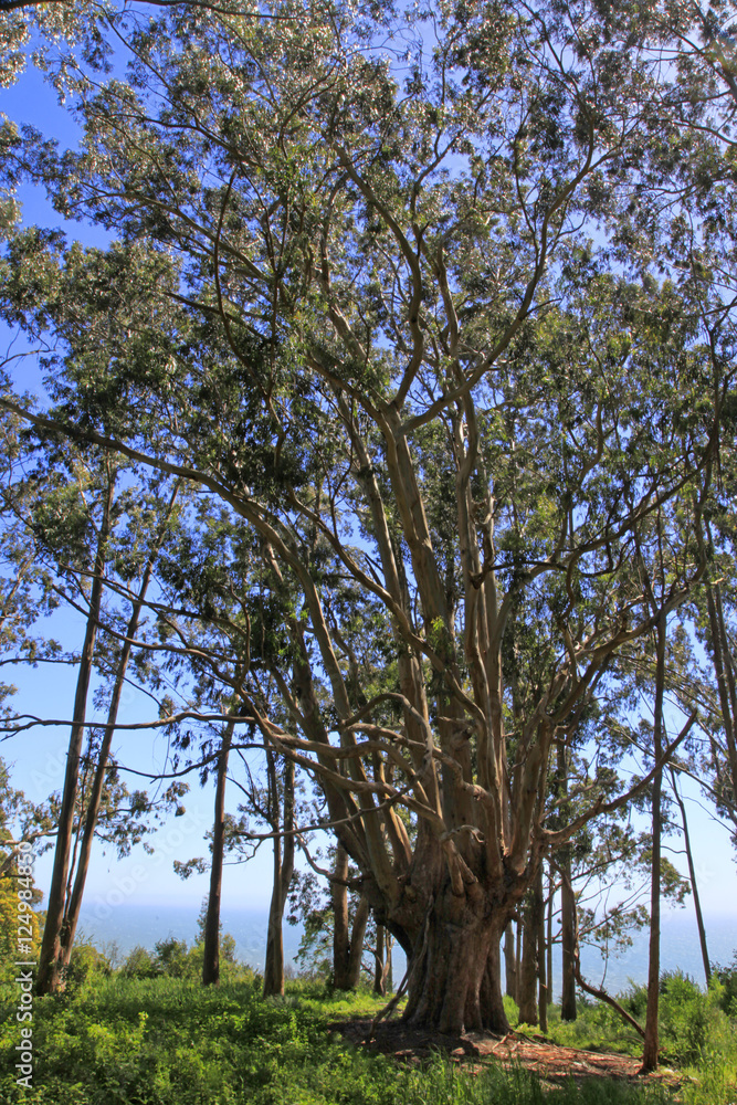 Fototapeta premium eucalyptus