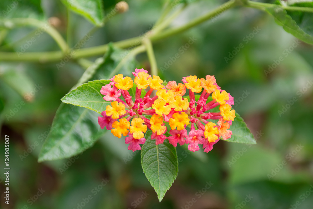 Lantana flower yellow pink Beautiful blooms on a green background foliage. Lantana flower yellow pink Beautiful blooms on a green background foliage.