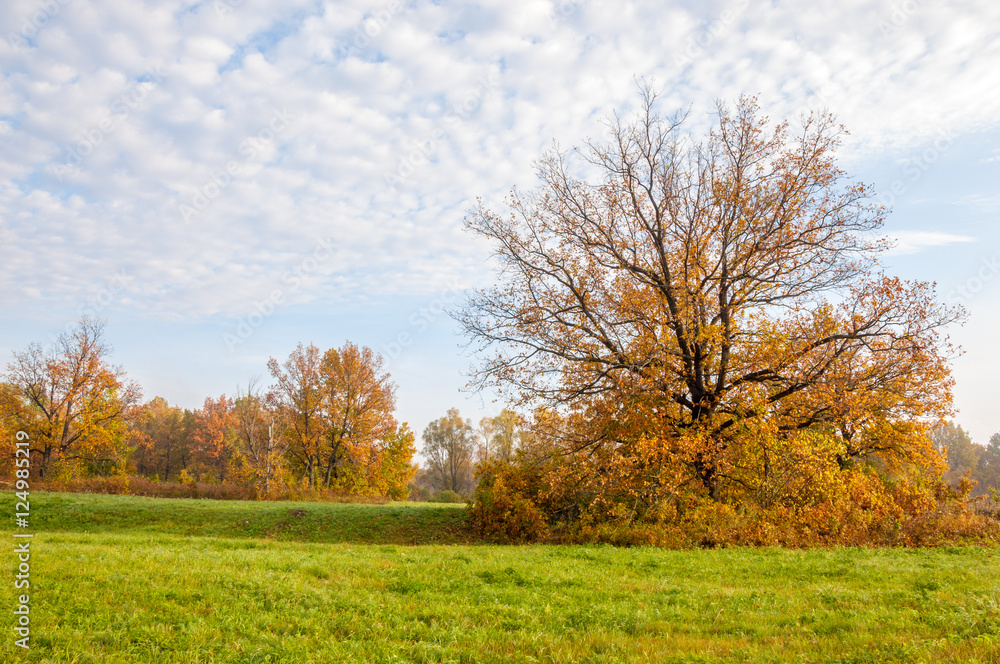 Landscape. Autumn meadow, colorful yellow trees, beautiful sky