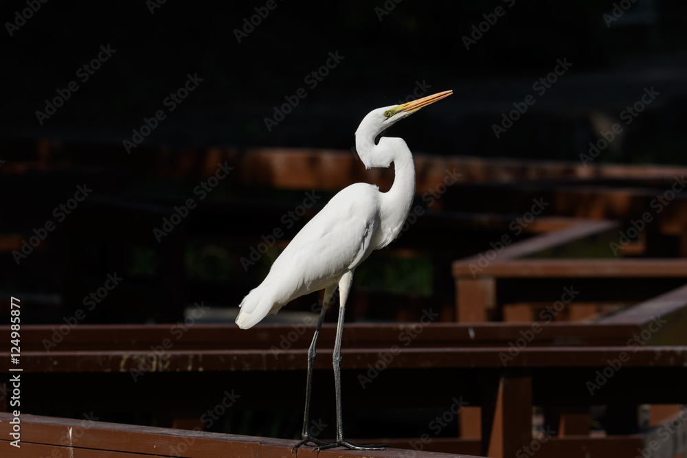 Obraz premium チュウサギ