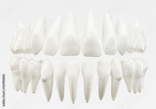 Canvas Print Healthy 32 human teeth - 3d rendering