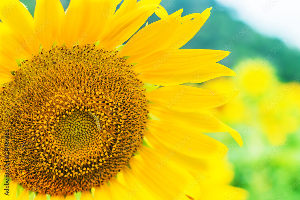 Naklejka premium beautiful sunflower