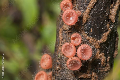 Pink fungi cup or Cookeina tricholoma mushroom  photo