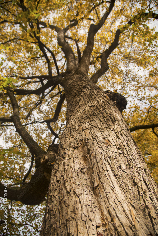 Autumn tree in the park Autumn tree in the park