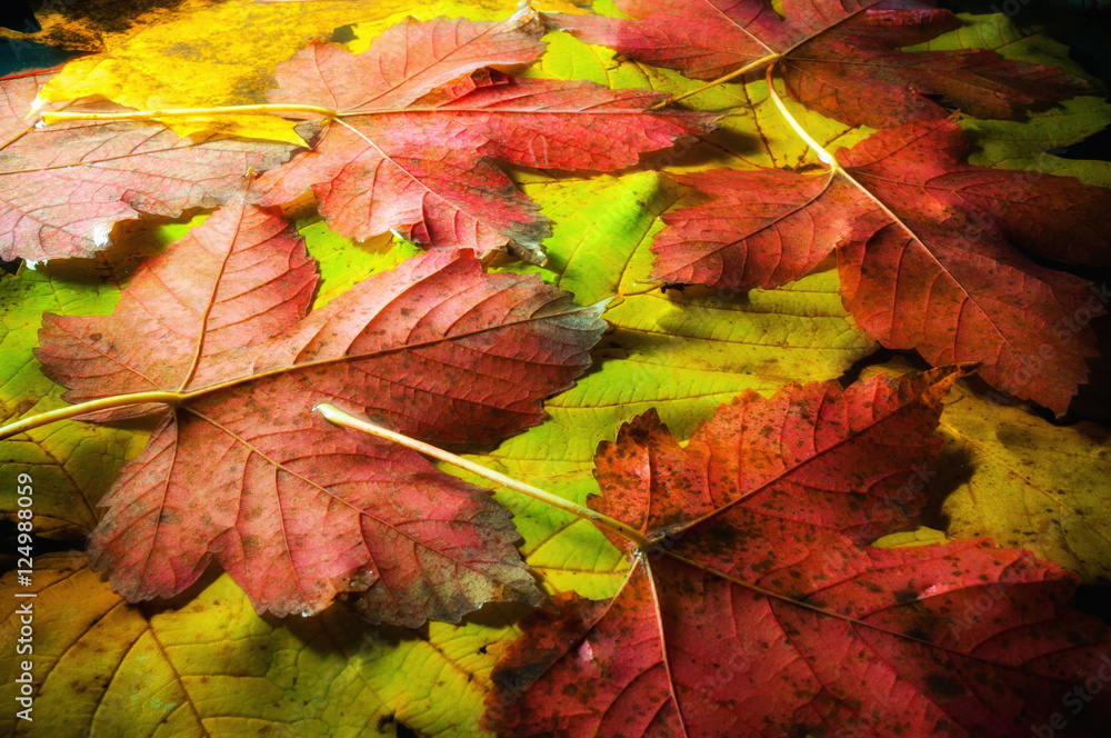 Autumn colored leaves of maple close-up Autumn colored leaves of maple close-up