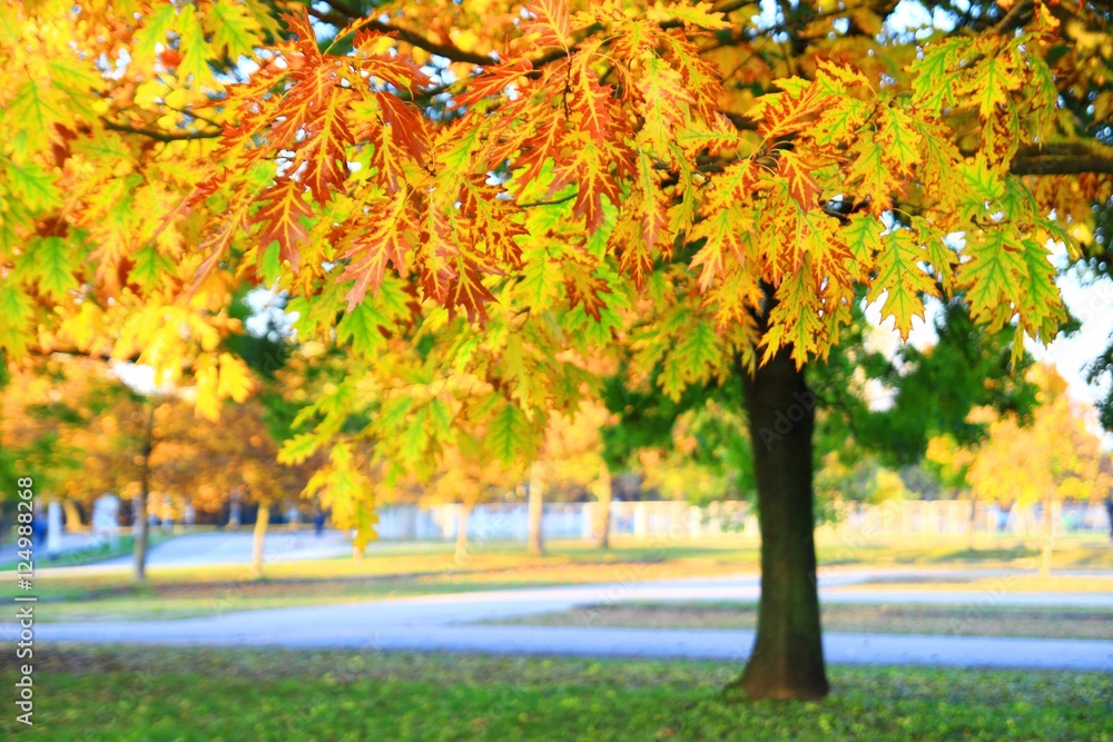 Naklejka premium Fall colorful leaves on tree in park 