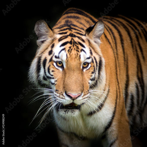 Tiger © ake