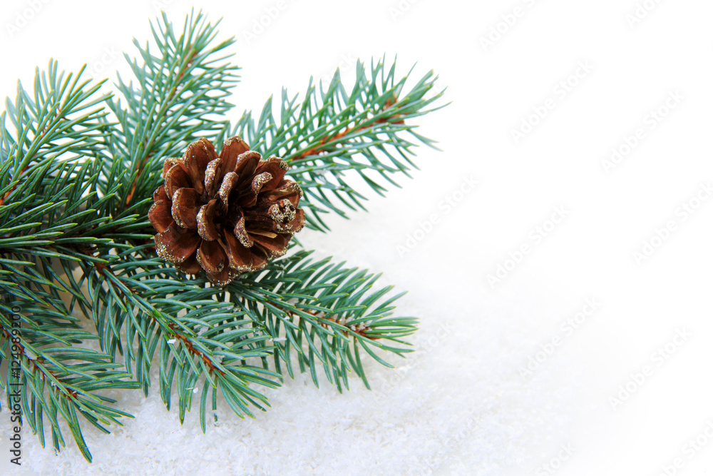 Christmas fir tree branch isolated.