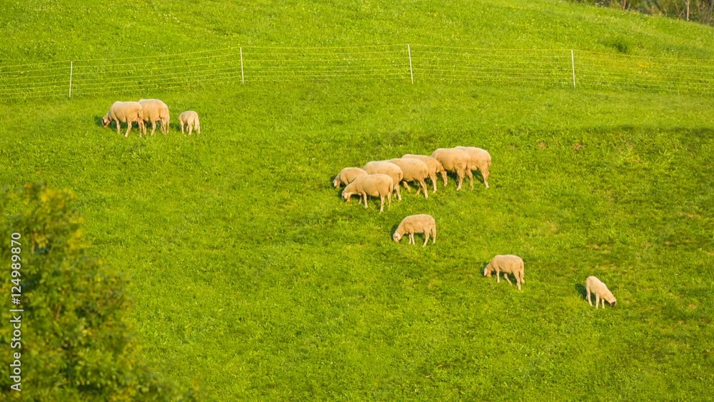 Pets graze on alpine meadows in South Tyrol, Dolomites, Italy
Pets graze on alpine meadows in South Tyrol, Dolomites, Italy