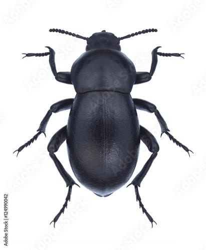 Beetle Gnaptor spinimanus on a white background photo