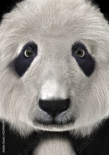 Fototapeta Naklejka Na Ścianę i Meble -  3D Rendering Panda Bear Head