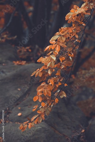 Orange leaves of beech tree, autumn season photo