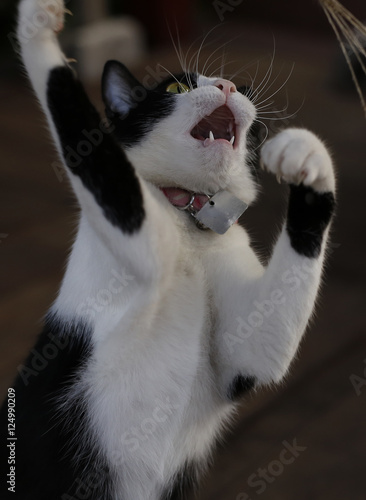 cute adorable black white kitten plays with leaves