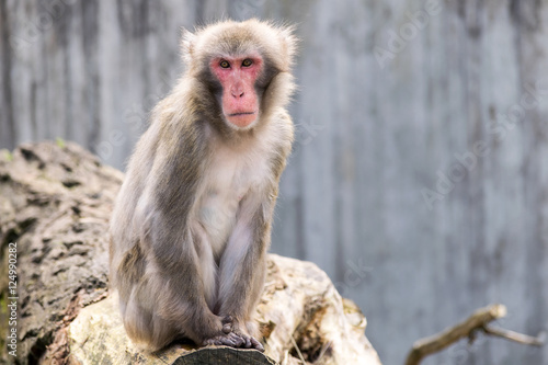Monkey2 © Joanie