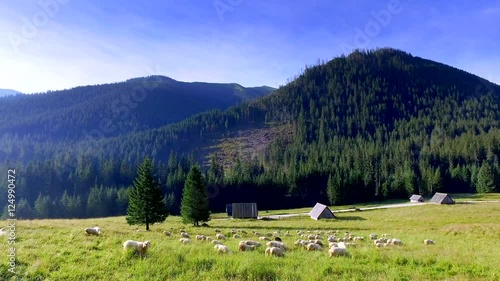 Flock of sheep grazing in the Tatra Mountains at sunrise, Poland