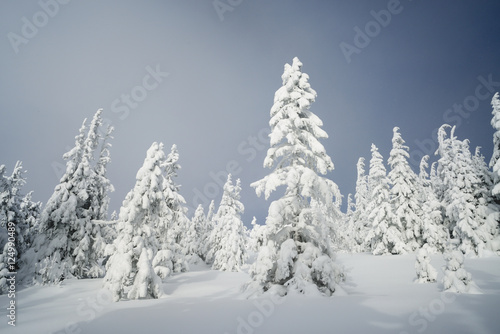 Winter forest after a snowfall