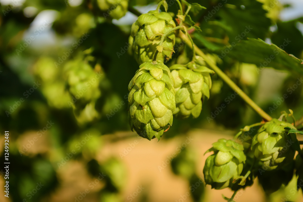 Wild Hops Wild Hops