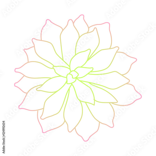 Line art succulent plant on white background
