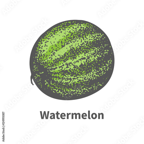 Vector single ripe juicy green watermelon