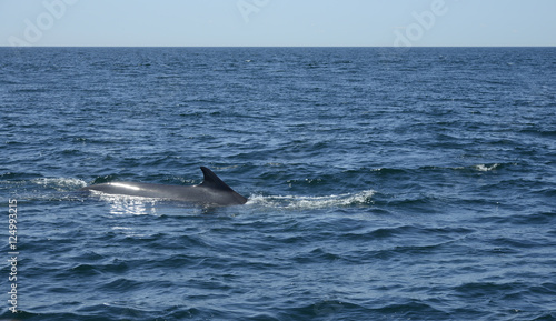 Dolphins swimming in the ocean © studiodr