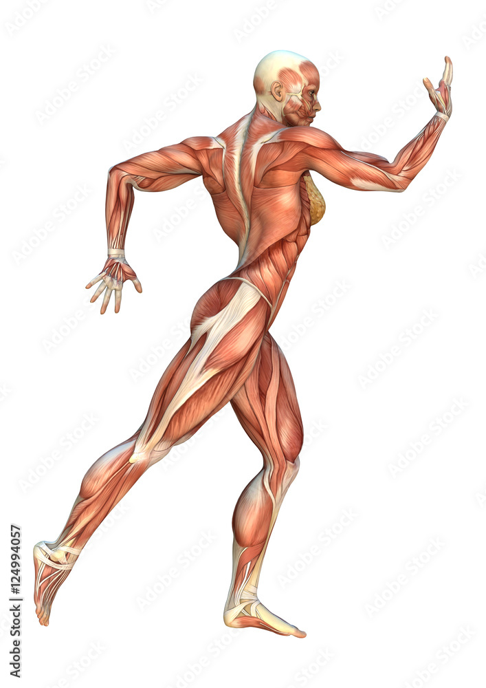 3D Rendering Muscle Maps 3D Rendering Muscle Maps