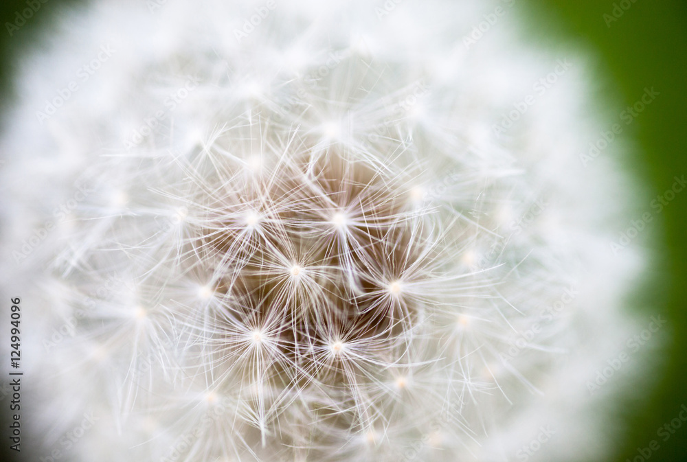 Globular head of seeds with downy tufts of the dandelion flower