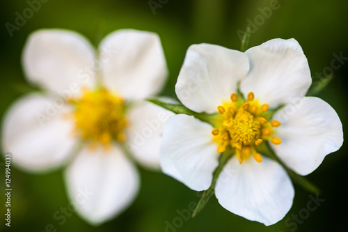 White flowers of the wild strawberry  Fragaria vesca 
