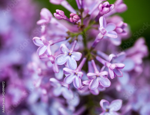 Closeup of Lilac flowers © rootstocks