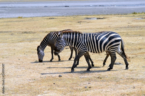 Three zebras grazing in a meadow