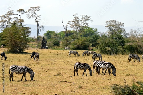 Herd of zebras and wildebeest