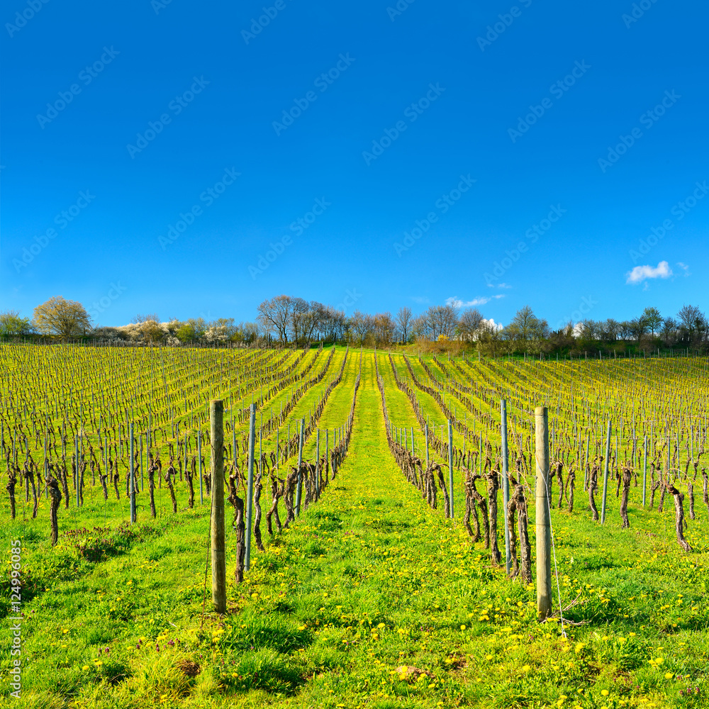 Weinberg im Frühling, Löwenzahn blüht zwischen den Weinstöcken