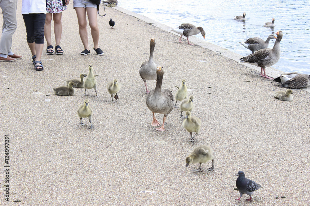 Fototapeta premium Goose family on sidewalk
