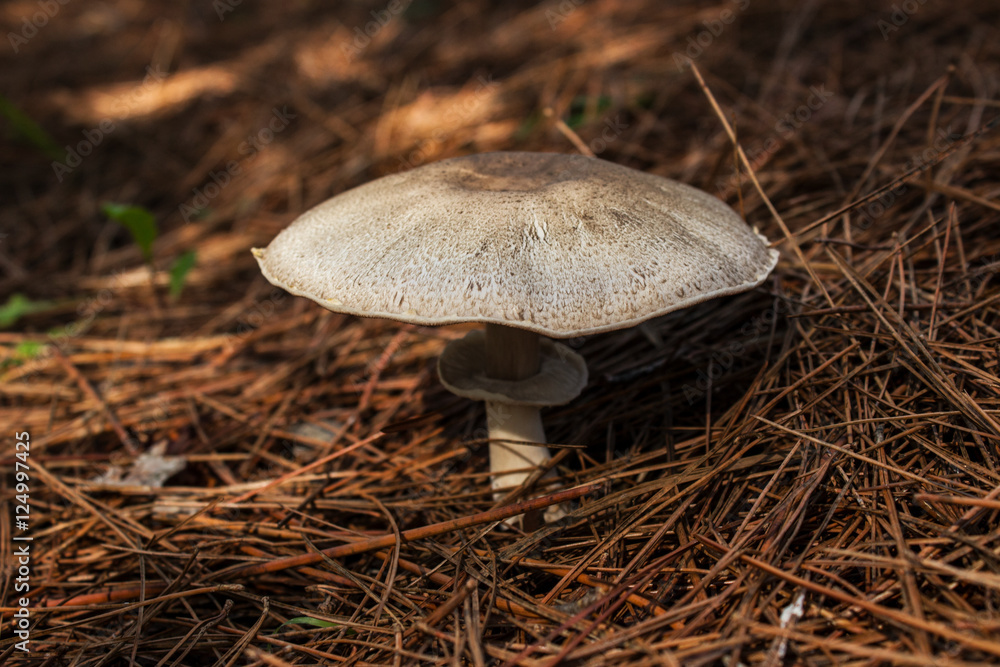 White mushrooms in fallen pine needles. Horizontal photo of single