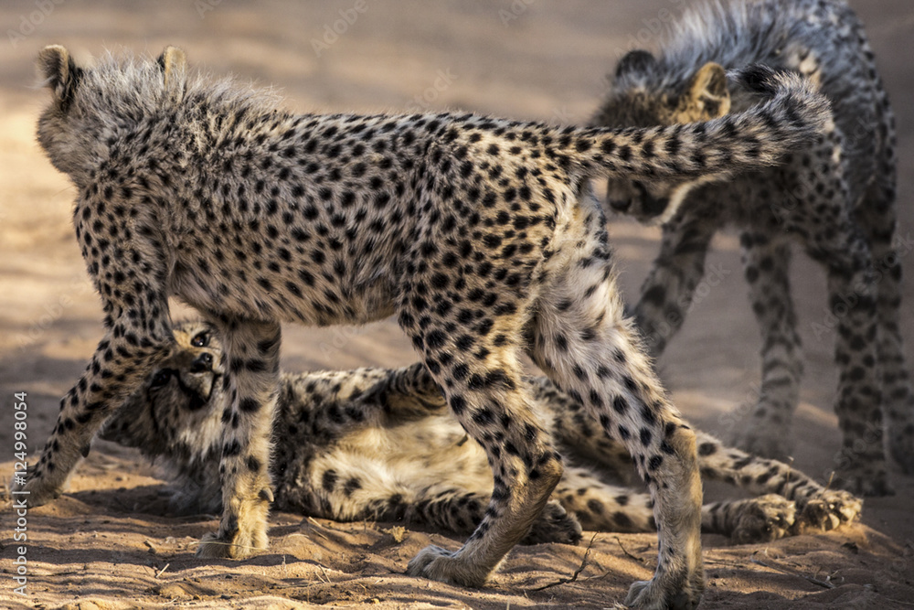 Obraz premium Cheetah cubs