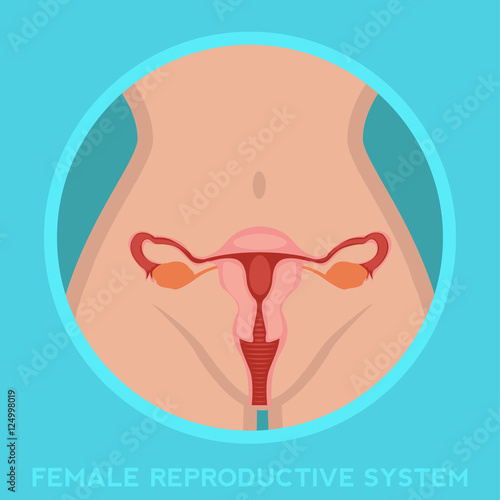 Female reproductive system vagina medical human Anatomy