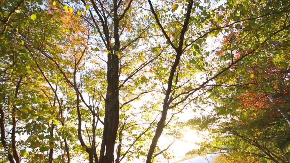 Yellow leaves in the sunset hill Dolly back Yellow leaves in the sunset hill Dolly back