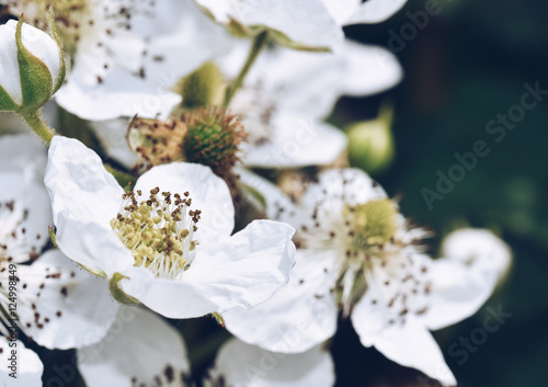 Closeup of raspberry flower growing in garden.Raspberry Flowers blooming in spring season. Botanical gardening, horticulture ideas, designs and concepts.