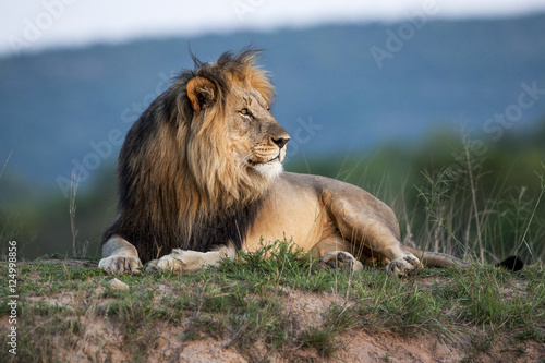 Fototapeta Naklejka Na Ścianę i Meble -  Lion resting early evening
