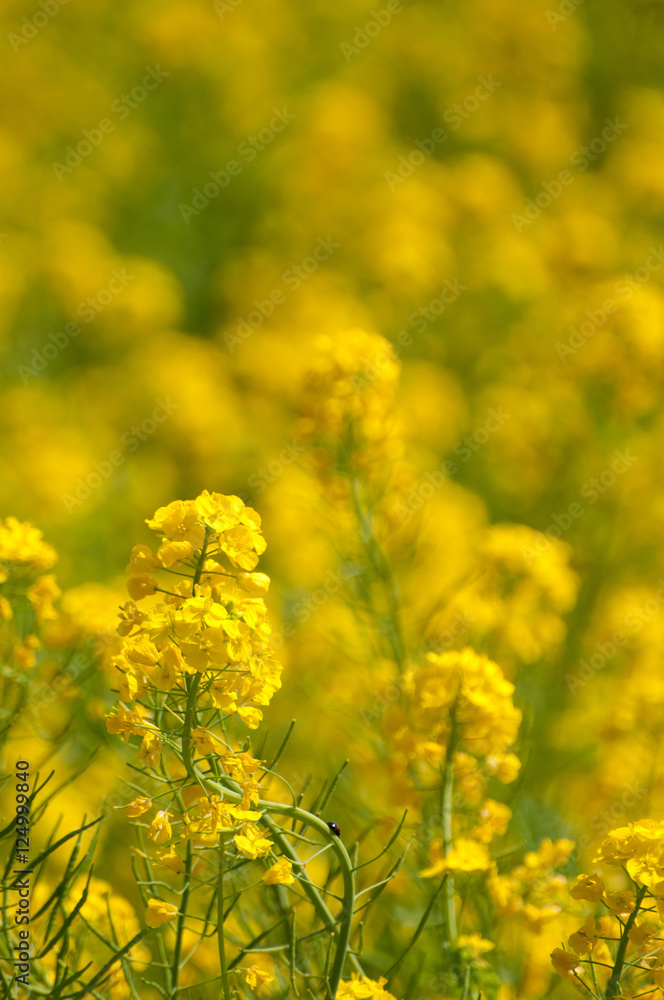 菜の花