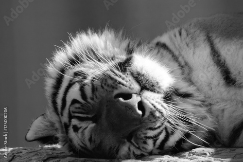 Black and white face of an adult tiger sleeping peacefully