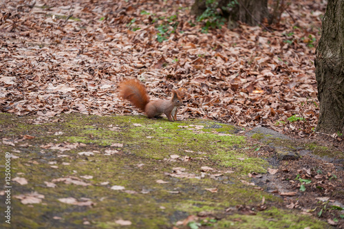 squirrel in autumn forest , New York , America,   Europe  © bondvit