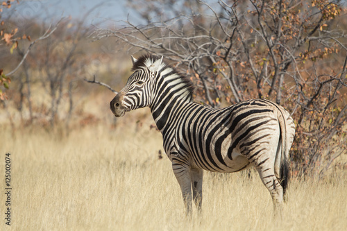 Plains zebra  Equus quagga   Etosha National Park  Namibia