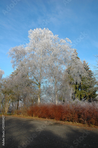 trees photo