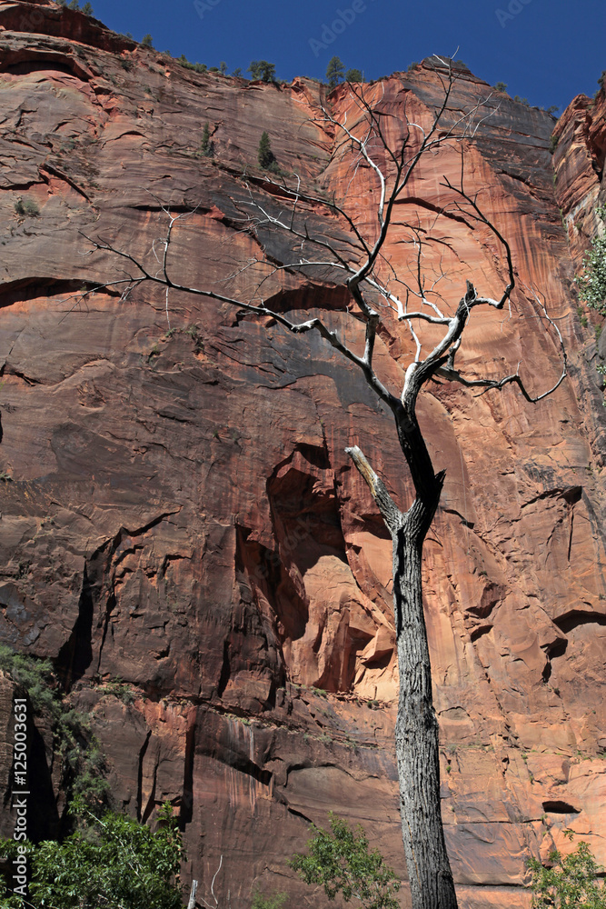 Obraz premium dead tree n mtns