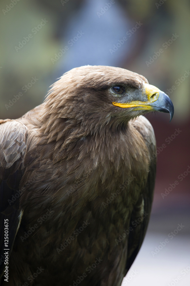 Steppe Eagle, Aquila nipalensis, detail of eagles head. Steppe Eagle, Aquila nipalensis, detail of eagles head.