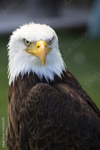 Beautiful north american bald eagle © Camera Nation