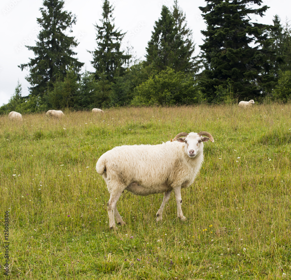 White sheep in the meadow in the Carpathians. White sheep in the meadow in the Carpathians.