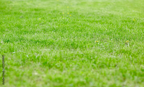 close up of lawn or meadow with mown grass