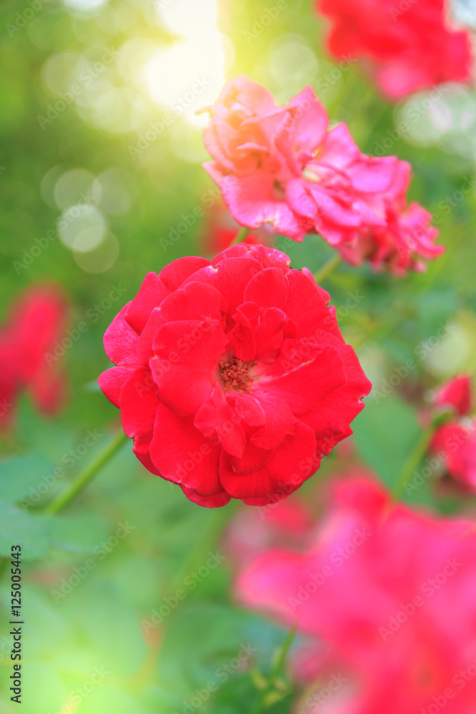 Fototapeta premium Red rose with stem in the garden