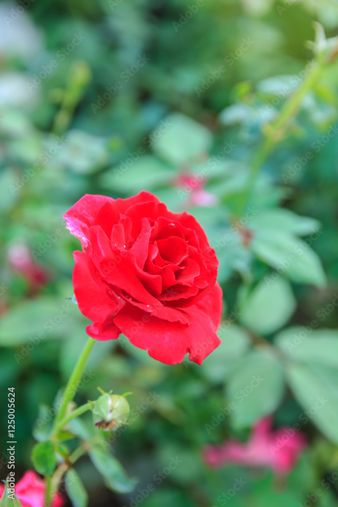  Red rose with stem in the garden